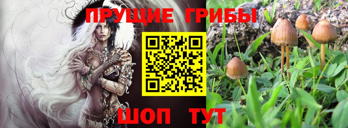 Кинешма  Псилоцибиновые грибы Psilocybine cubensis  где найти   Вход с VPN 